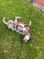 Challenge – Gassi & Clean-Beitrag-Bild