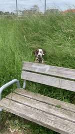 Challenge – Gassi & Clean-Beitrag-Bild