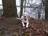 Hundeauslaufgebiet-Ziegelsee Nord-Bild