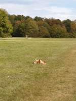 Hundeauslaufgebiet-Volkspark Niddapark-Bild
