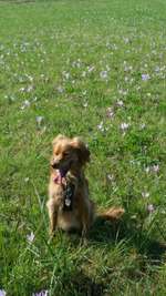 Hundeauslaufgebiet-Volkspark Niddapark-Bild