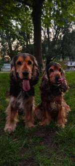 Unkastrierte Hündin und unkastrierten Rüden gemeinsm halten-Beitrag-Bild