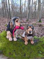 Dummy Training mit zwei Hunden-Beitrag-Bild