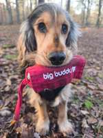 Dummy Training mit zwei Hunden-Beitrag-Bild