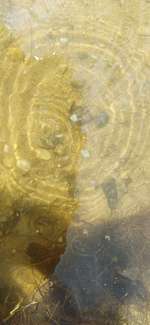 Hundeauslaufgebiet-Rothsee-Bild