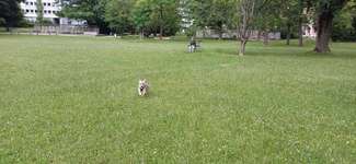 Hundeauslaufgebiet-Cramer Klett Park-Bild