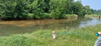 Hundeauslaufgebiet-Hundebade Strand Stadt Nürnberg-Bild