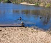 Hundeauslaufgebiet-Volkspark Dutzendteich-Bild