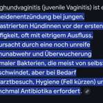 Junghund Vaginitis-Beitrag-Bild