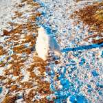 Hund will nur kurz Gassi weil kalt und Schnee-Beitrag-Bild