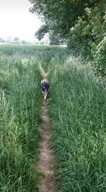 Hundeauslaufgebiet-Hückelhoven-Doveren an der Rur-Bild