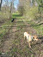 Hundeauslaufgebiet-Hückelhoven-Doveren an der Rur-Bild
