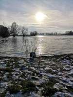 Hundeauslaufgebiet-Urdenbacher Altrhein-Bild