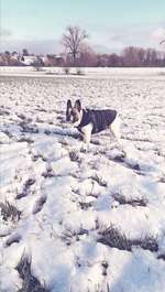 Hundeauslaufgebiet-Urdenbacher Altrhein-Bild
