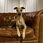 Ersteller:in Dina Profilbild