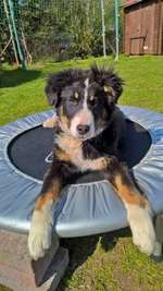 Wurfgeschwister 12.11.2015-Beitrag-Bild