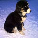 Wurfgeschwister 12.11.2015-Beitrag-Bild