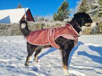 Wurfgeschwister 12.11.2015-Beitrag-Bild