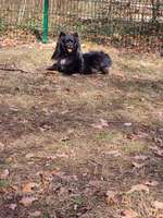 Hundetrainer Empflungen gesucht Berlin (Steglitz/lankwitz/zehlendorf)-Beitrag-Bild