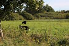 Hundeauslaufgebiet-Waldgelände-Bild