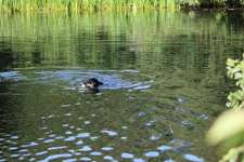 Hundeauslaufgebiet-Waldgelände-Bild