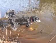 Hundeauslaufgebiet-HundeWele-Bild