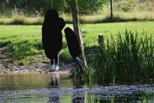 Hundeauslaufgebiet-Waldgelände-Bild