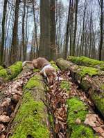 Hundeauslaufgebiet-Sachsenwald - Schranke-Bild