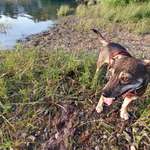 Hundestrand-Hundestrand FKK-Strand Talsperre Pöhl / Helmsgrün-Bild