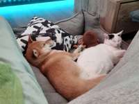 Shiba Inu und andere japanische Rassen!-Beitrag-Bild