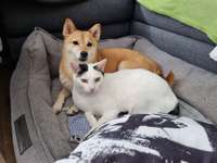 Hund & Katze - Zusammenleben-Beitrag-Bild