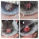 Rote Stelle - Unterlippe-Beitrag-Bild