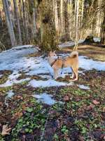 Shiba Inu und andere japanische Rassen!-Beitrag-Bild