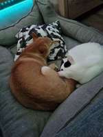 Hund & Katze - Zusammenleben-Beitrag-Bild