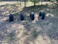 Hundeauslaufgebiet-Potsdamer Allee-Bild