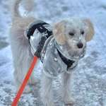 Suchmeldung-Luna-Bild