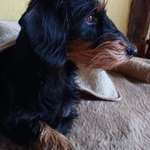 Suchmeldung-Louise-Bild