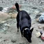 Suchmeldung-Paddy-Bild