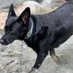 Suchmeldung-Paddy-Bild