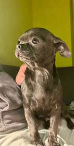 Suchmeldung-Süsi-Bild