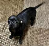 Suchmeldung-Süsi-Bild