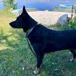 Suchmeldung-Paddy-Bild