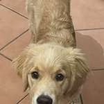 Suchmeldung-Shorty-Bild