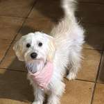 Suchmeldung-Luna-Bild