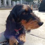 Suchmeldung-Louise-Bild