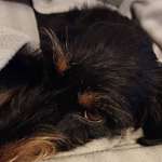 Suchmeldung-Louise-Bild