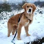 Suchmeldung-Shorty-Bild