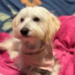 Suchmeldung-Luna-Bild