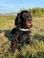 Suchmeldung-Jaxon-Bild