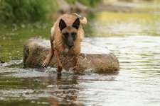 Wann darf Euer Hund nicht mehr schwimmen?-Beitrag-Bild